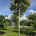 Heptacodium miconioides - 1