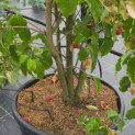 Cornus kousa 'Weisse Fontaine' - Foto 2