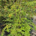 Crataegus monogyna - 5