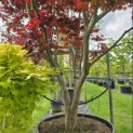 Acer palmatum 'Bloodgood' - 4
