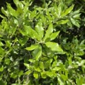 Quercus ilex - 3