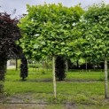 Platanus hispanica - 2024