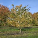 Cornus controversa - 3
