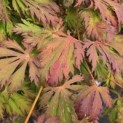 Acer palmatum 'Aconitifolium' - Foto 6