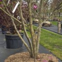 Magnolia 'Susan' - 2
