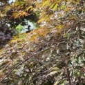 Acer palmatum 'Inaba Shidare' - Foto 6