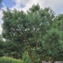 Pinus sylvestris - 2