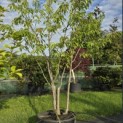 Prunus serrulata 'Ukon' - 2