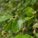 Fagus sylvatica - Foto 1