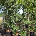 Quercus x turneri 'Pseudoturneri' - 1