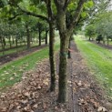 Platanus x Hispanica - 2024