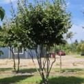 Parrotia persica 'Vanessa' - 2