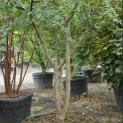 Celtis Occidentalis - 2