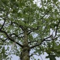 Quercus Palustris - 3