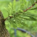 Taxodium distichum 'Peve Minaret' - Foto 6