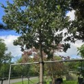 Quercus Ithaburensis 'Hemelrijk Silver. - 9