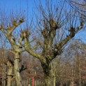 Platanus x hispanica - Foto 3