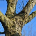 Platanus x hispanica - Foto 4
