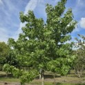 Liquidambar styraciflua - 5