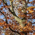 Fagus sylvatica 'Atropunicea' - 2