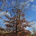 Fagus sylvatica 'Atropunicea' - 3