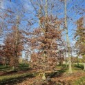 Fagus sylvatica 'Atropunicea' - november 2025