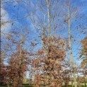 Fagus sylvatica 'Atropunicea' - 4