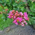 Lagerstroemia indica 'Rosea' - 2
