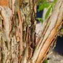Acer Triflorum - Foto 1