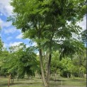 Gymnocladus dioica - 1