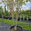 Acer palmatum 'Sangokaku' - Foto 2
