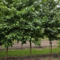 Liquidambar styraciflua - 1