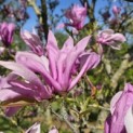 Magnolia 'Susan' - 3