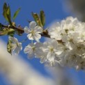 Prunus avium 'Regina' - Foto 1