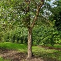 betula nigra - zwarte berk