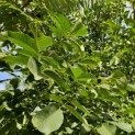 Juglans regia 'Coenen'' - 1