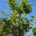 Platanus x Hispanica - 2