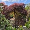 Acer palmatum 'Garnet' - Foto 6