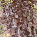 Fagus sylvatica 'Atropunicea' - 3
