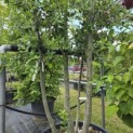 Quercus ilex - 6