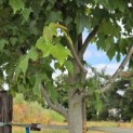 Acer Rubrum 'Brandywine' - 1