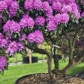 Rhododendron Roseum Elegans - 2
