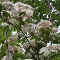 Cornus kousa 'Stellar Pink' - 4