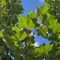 Acer rubrum 'Brandywine' - Foto 1
