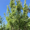 Acer rubrum 'Brandywine' - Foto 2