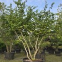 Parrotia persica - Foto 1