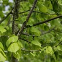 Tilia x europaea 'Pallida' - Foto 3