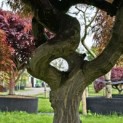 Acer palmatum 'Dragon Fire' - Foto 5