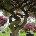Acer palmatum 'Dragon Fire' - Foto 4