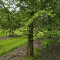 Metasequoia glyptostroboides - Foto 3